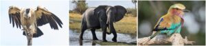 photographers paradise Okavango Delta