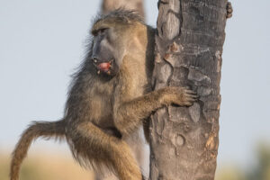 baboons of the Okavango Delta