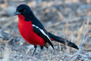 birdlife of the Okavango Delta
