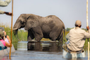 elephants of the Okavango Delta